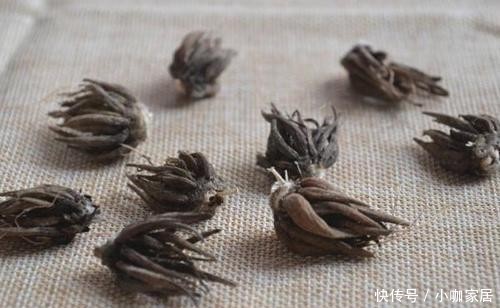 球根|花毛莨叶片似芹菜叶、球根像鸡爪,开花很好看,都叫它芹叶牡丹