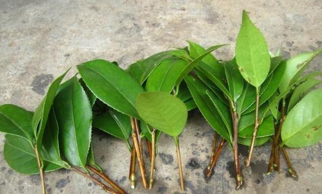 天气越来越凉，赶紧收集点“这东西”，泡泡就是生根水，插啥活啥