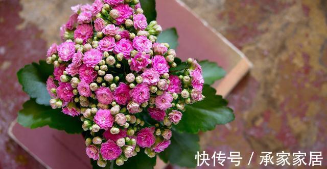 养护|蟹爪兰和长寿花,一起摘叶扦插,使用不同方法扦插,哪一个更好?