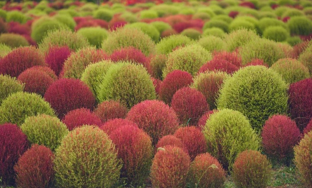 地肤|农村常见的地肤草,笤帚、饺子都能做,种在花盆里真不孬