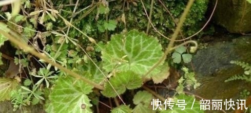 冻疮|路边这长相似“耳朵”的草,你认识么?中医说它对治疗冻疮有奇效