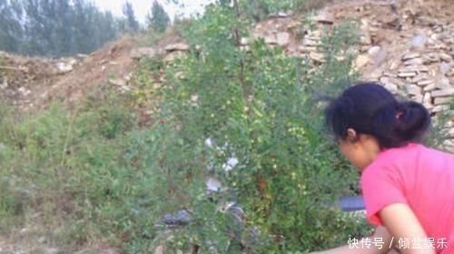 好几年没见过,常掉落一地没人捡,味道不好,作用却很大