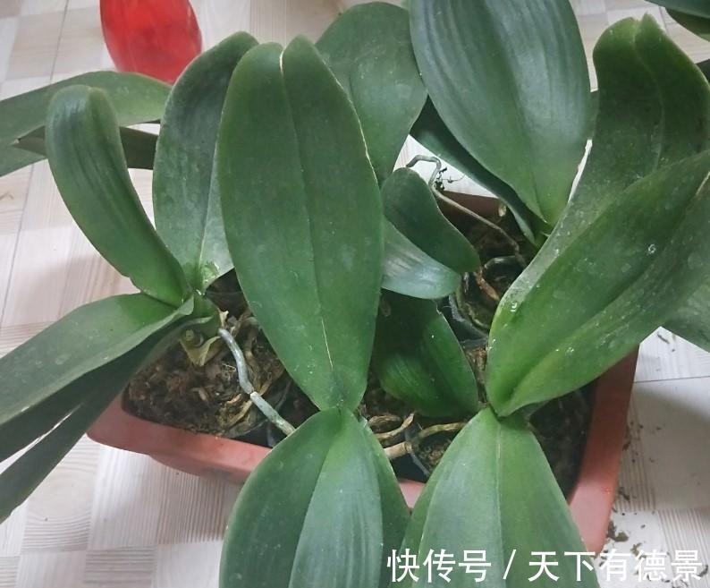 花卉|5种“漂亮花”,平时少浇水,旱不死,开花更准时