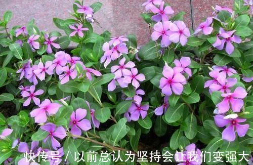 酸性|养花不死，全靠盆土，用这个土养花，能活几十年
