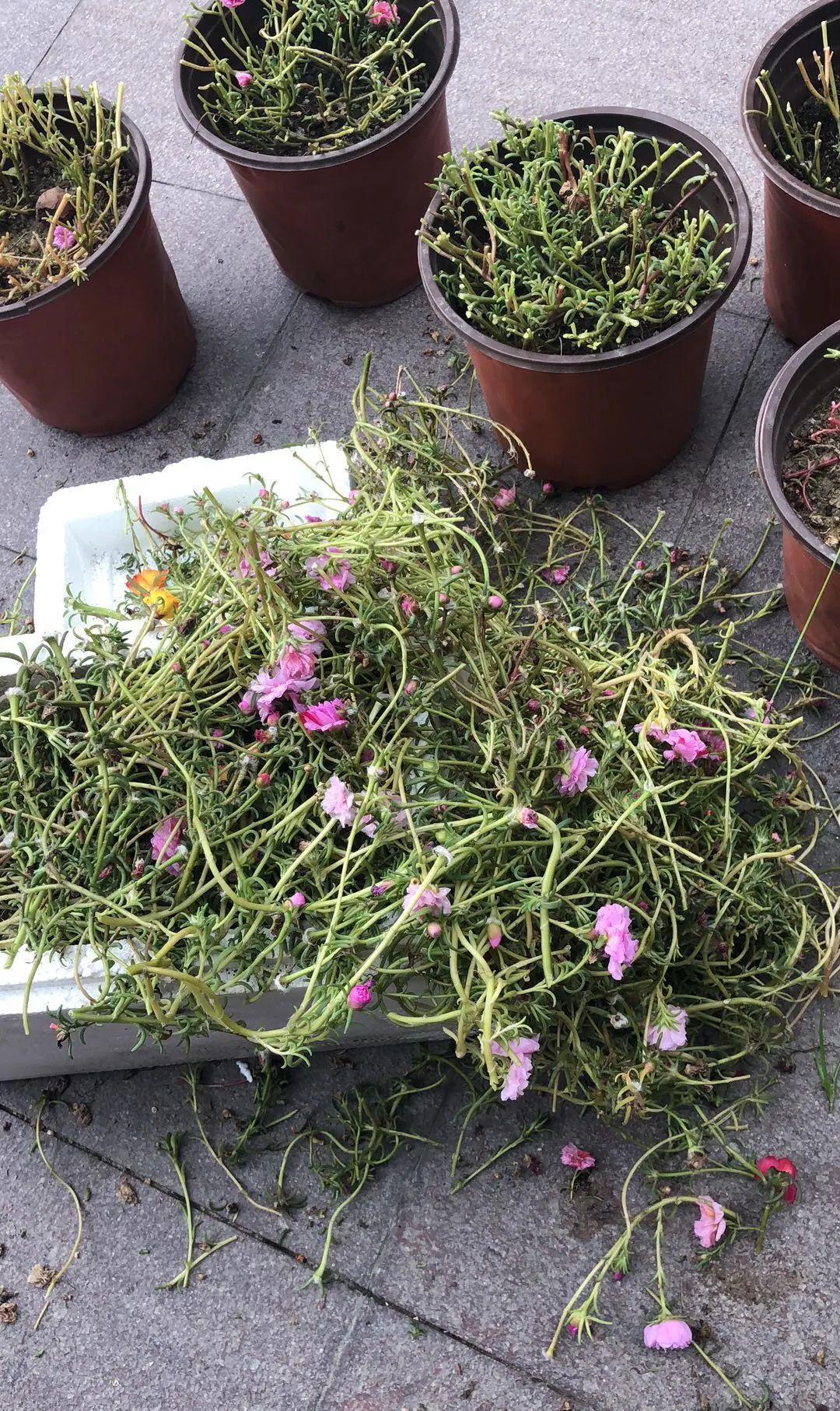 10种花,现在抓紧剪,更抗冻、好过冬!