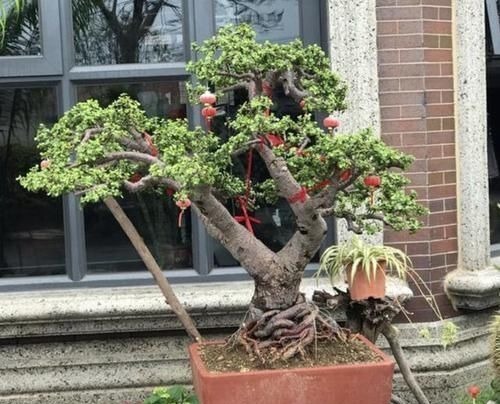 “金枝玉叶”当盆景,家里阳台放2盆,养护5年变“值钱”,寓意好