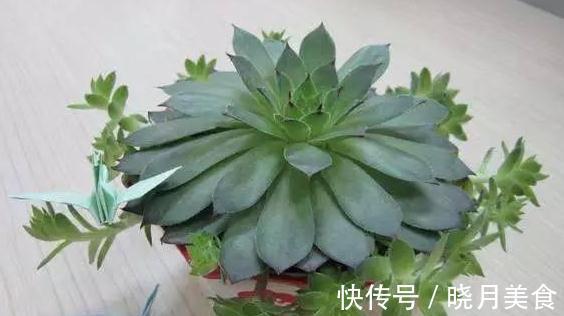 养护多肉9大忌,看看你犯了哪一条