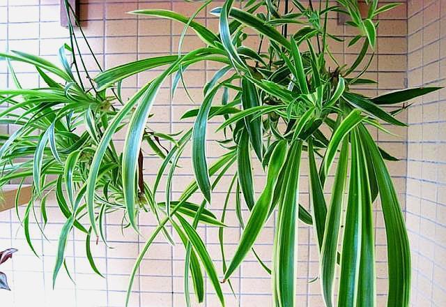 养吊兰，做好“2点”，叶片又宽、又大、油绿又肥厚！