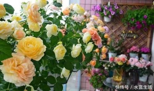 养花|老花农养花,浇水加点它,土壤疏松又肥沃,养啥都疯长