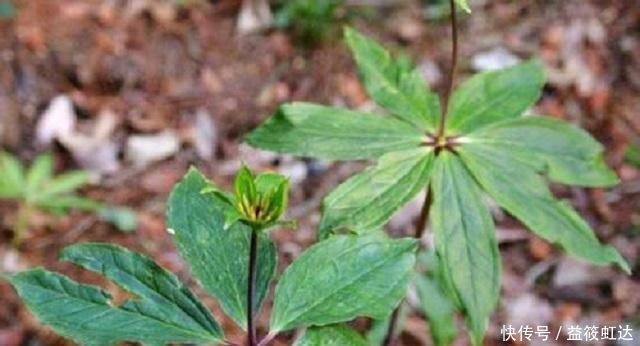 此种药草,学名七叶一枝花,很多农村路边常见,药效很好别错过!