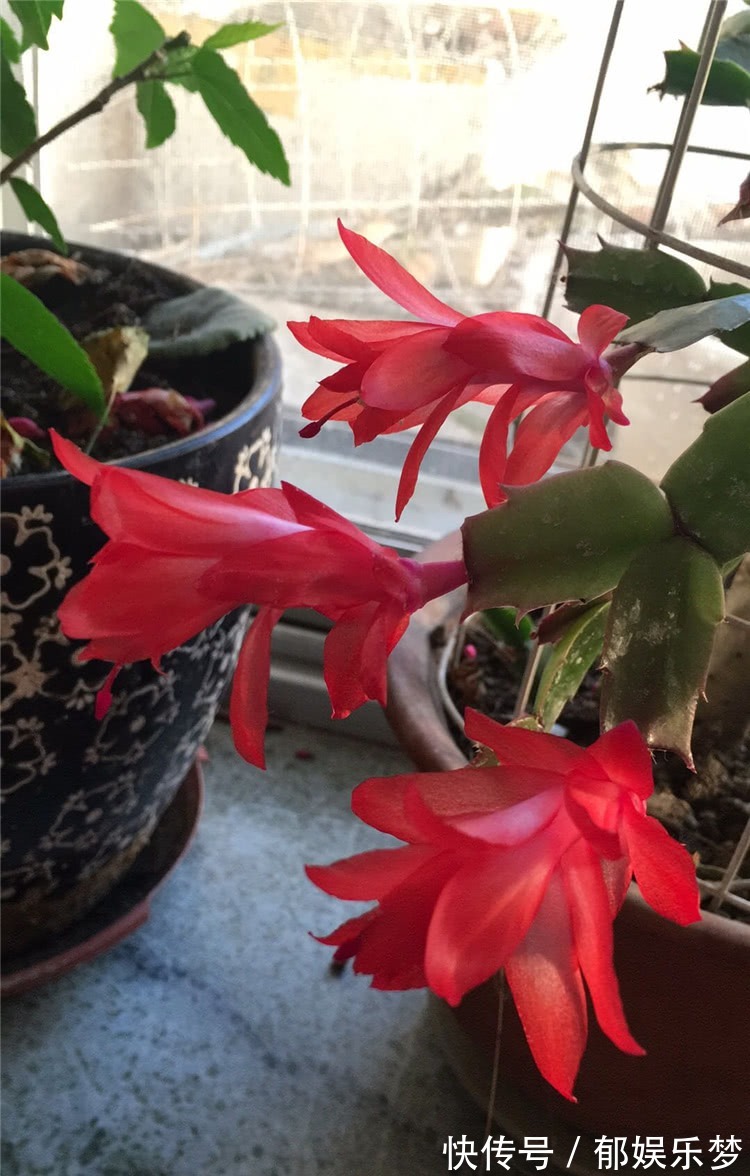 养蟹爪兰,3个小动作,蟹爪兰疯狂冒花苞,爆开满树花!