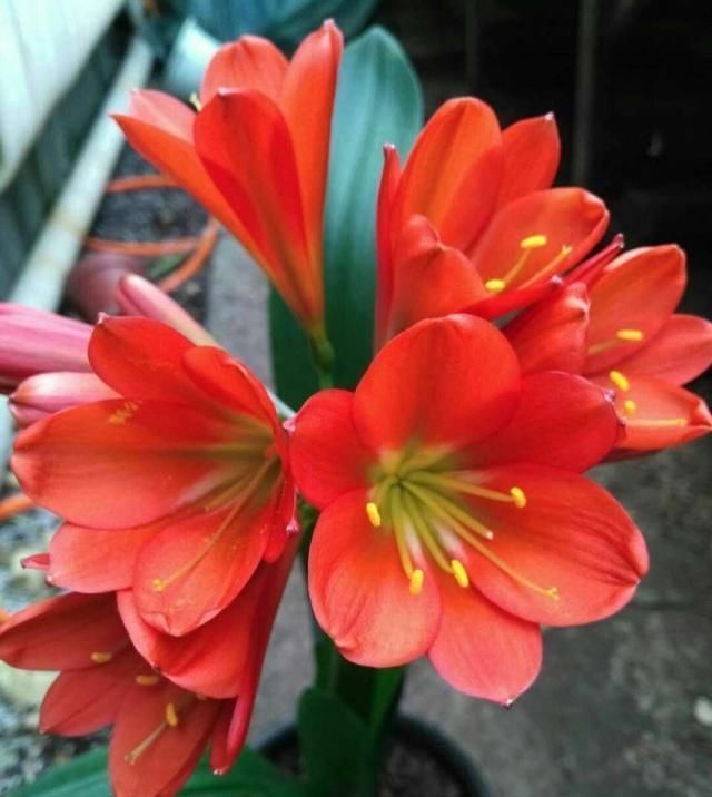 夏季如何养|这五种“花卉”都是懒人花,每月浇水一次,不会烂根,远离黄叶