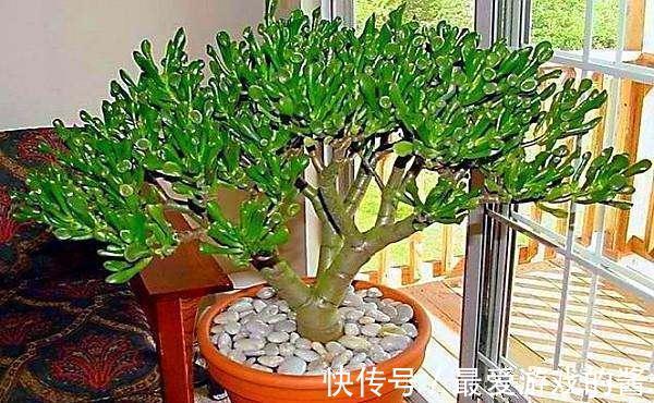 10大吉祥花,好养又高档,家里养一盆,有花有果招财又旺家