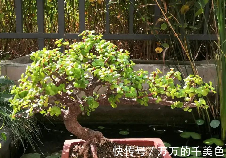 容易因多浇水而死的“10种花”，想要养好，管住手，少浇水