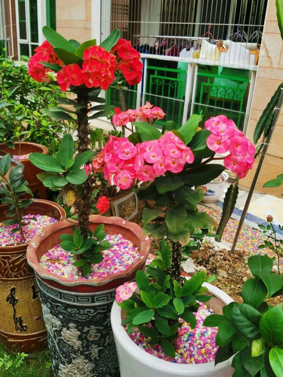 叶子|家里养棵“丑八怪”,霸气镇宅,越养越爱