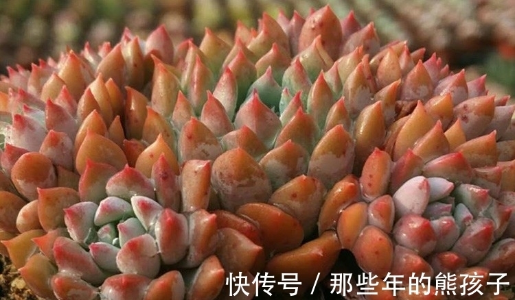 多肉植物品种这么多,多认识几种没有错,识一肉知养护莱恩小精灵