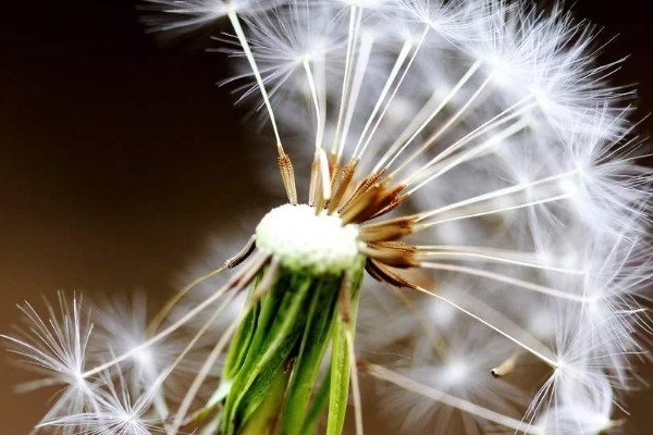 蒲公英+红枣|蒲公英和它“天生一对”,早晚坚持喝,养肝排毒,人也变年轻了