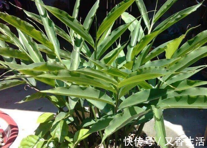 家中的油桶别扔了,里面丢一块姜,浇点水给点肥,一年收获一大盆