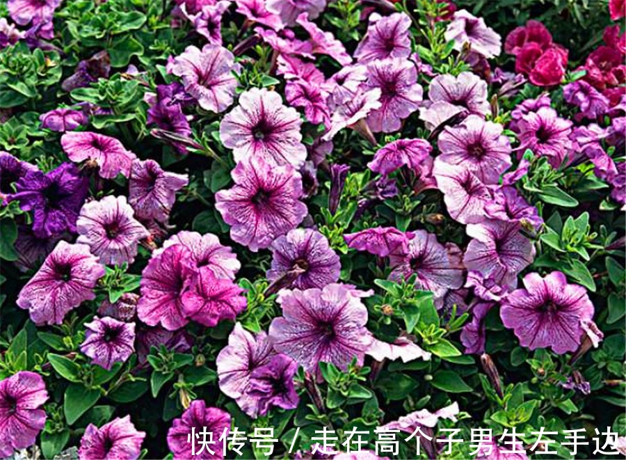 6种最喜欢太阳的家庭盆栽,5种都是开花机器,爆盆简单四季常开