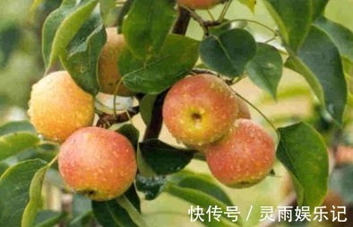 主枝|延长寿命、软化血管的南果梨,农民掌握种植要点,收获高产南果梨