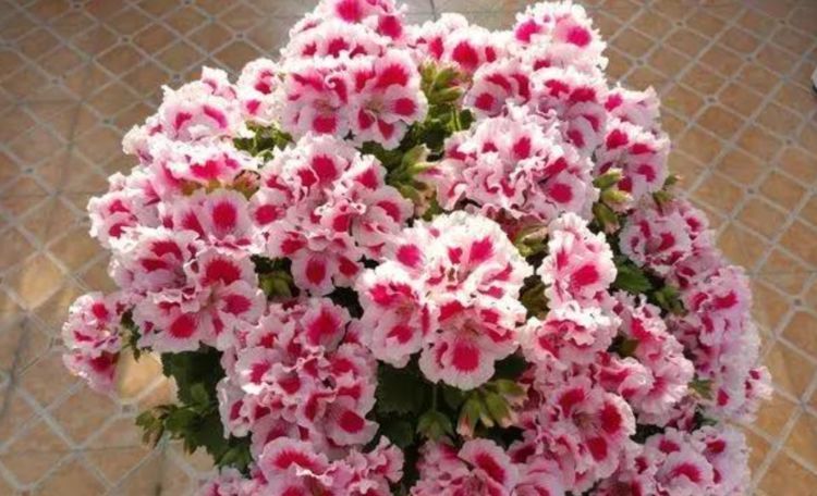 “4种花”超爱开花,尤其第2种,全年开花不断,还超好养,美