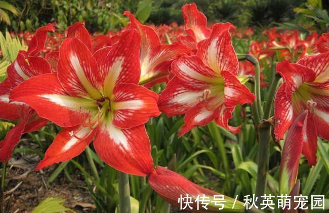 红双喜红双喜|花期超长的室内盆栽，四季开花，开花能力极其惊人，四季繁花似锦