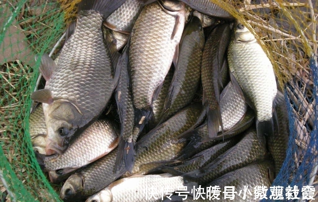 老坛玉米钓青鱼草鱼,这样的挂钩方式,不挡口容易中鱼还能钓翘嘴