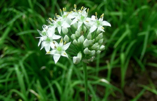 伤风感冒|冬天吃韭菜好处多多，和此物搭配，腰不痛了，腿不软了！