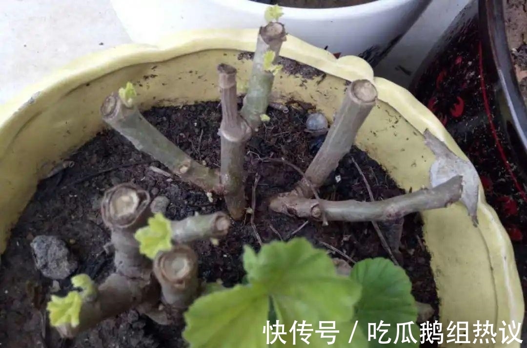 种花|9种花，夏天休眠了，一定少浇水，否则越浇越死