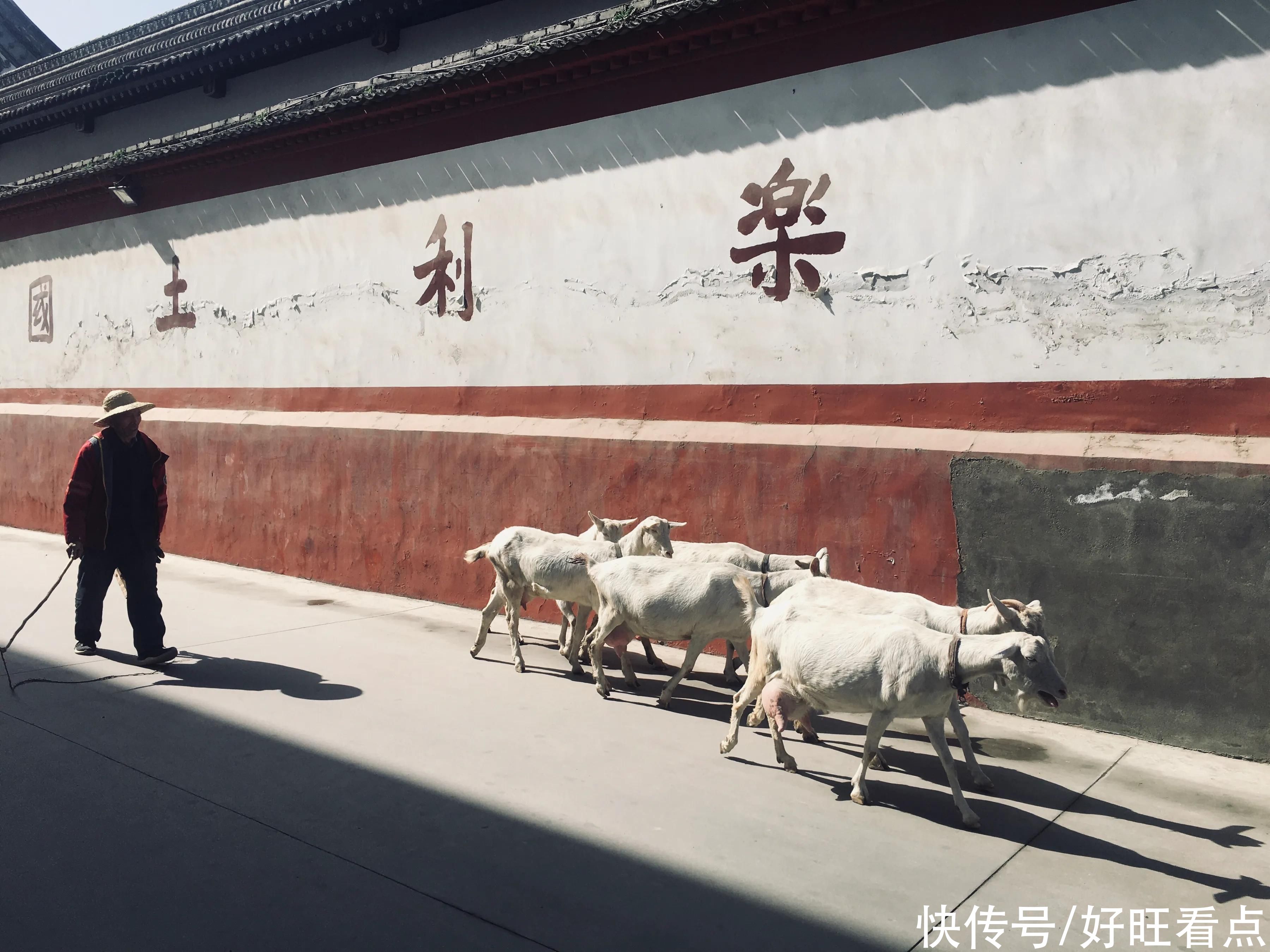 老年|古城西安香积寺：初春美景醉游人