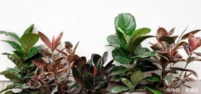 养花土里加“废渣”,土壤疏松又肥沃,盆土不板结,植物长得旺