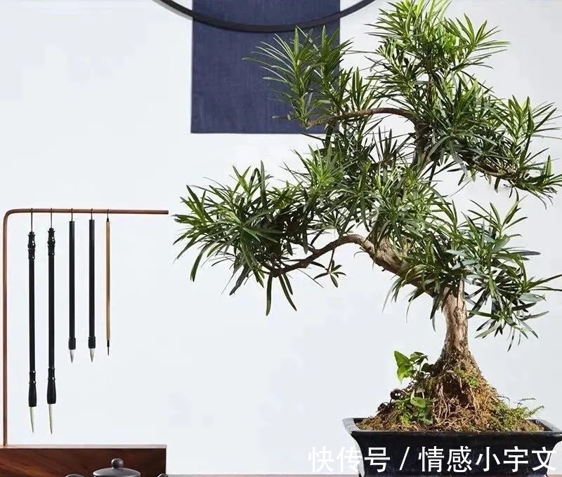 推荐八种镇宅辟邪的植物,家里养一盆,护宅守家保平安