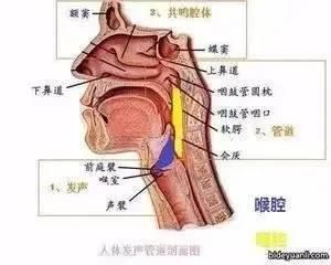 感觉|学习播音主持的胸腔共鸣练习方法