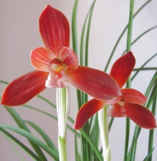 曾经的“国兰第一红”，现在很便宜，花色艳丽，多次兰展获奖