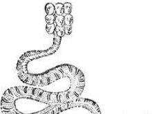 证实|《山海经》中被证实真实存在的动物有哪些?