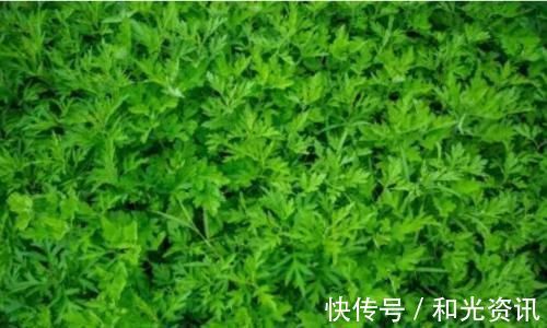 艾草煮鸡蛋|一把艾叶二两酒，腰腿疼痛绕道走，颈椎病、关节炎、腰腿疼也管用