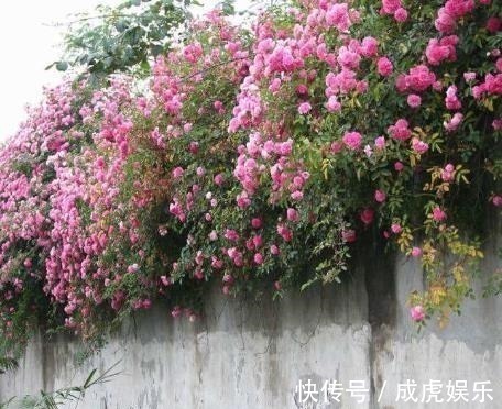 追求完美|''两口子有以下生肖的'',日子不会太富裕,但孩子将来很有出息