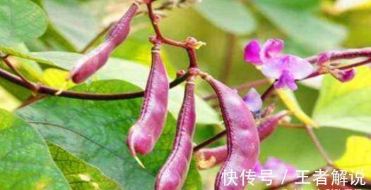 食物|谁吃谁好的食物,不可忽略,活血滋阴,排毒润肠,身体更好