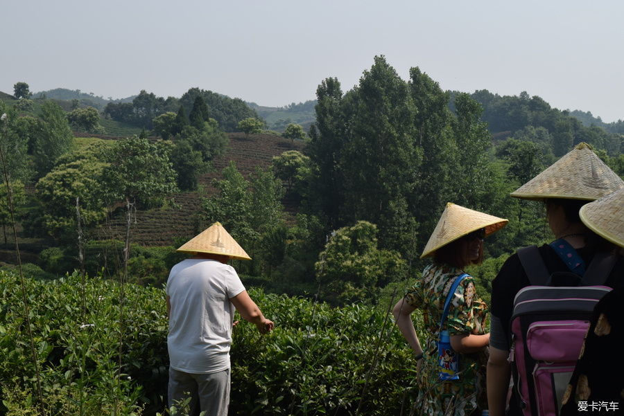 乐趣|身临其境信阳茶乡，感受采茶的乐趣