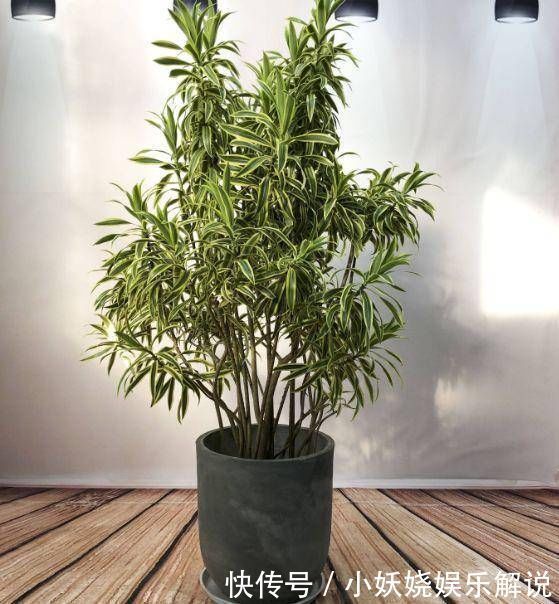 这4种“吉祥花”寓意富贵，养了就是赚了，家里人都受益