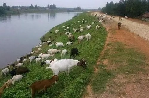 在饵料中加五六滴这个油,冬季鱼口暴涨,疯狂聚集过来!