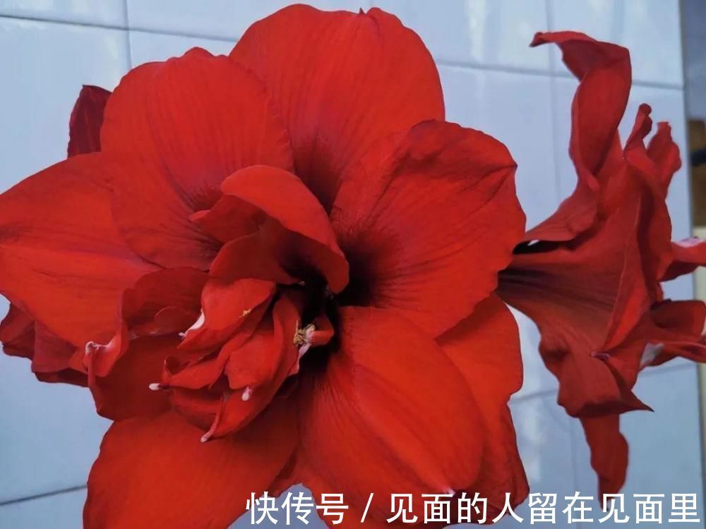 土朱|朱顶红埋土里,如何能年年开花,球变大、变多?