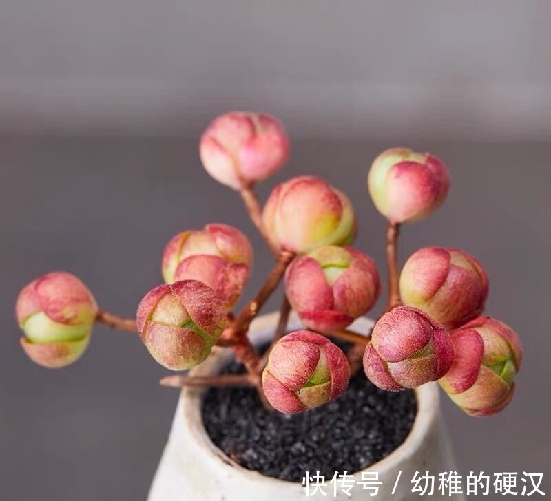 这20种多肉，阳台比例一定要控制，会被熏得难受，太臭了