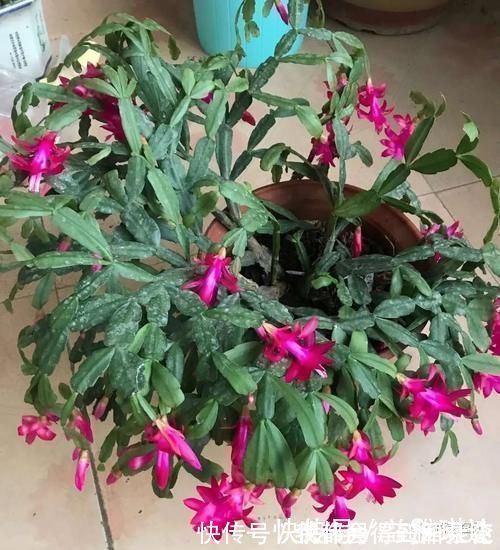 蟹爪莲|三角梅,蟹爪兰开花少,教你一个“土方法”,轻松爆花!