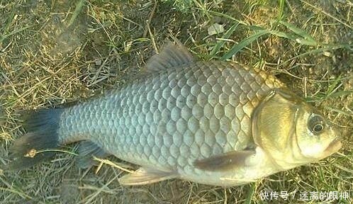 鲫鱼|春天来了,大鲫鱼喜欢藏在这些位置,这些地方下竿一钓一个准!