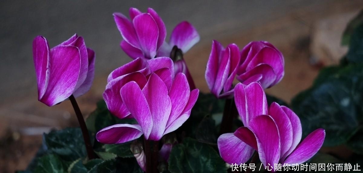 5种常见植物缺水信号,怎么处理呢?看情况分别对待