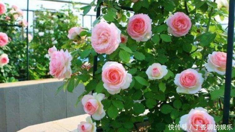 冬天就养此几款花卉,花期200多天,惊艳如花球