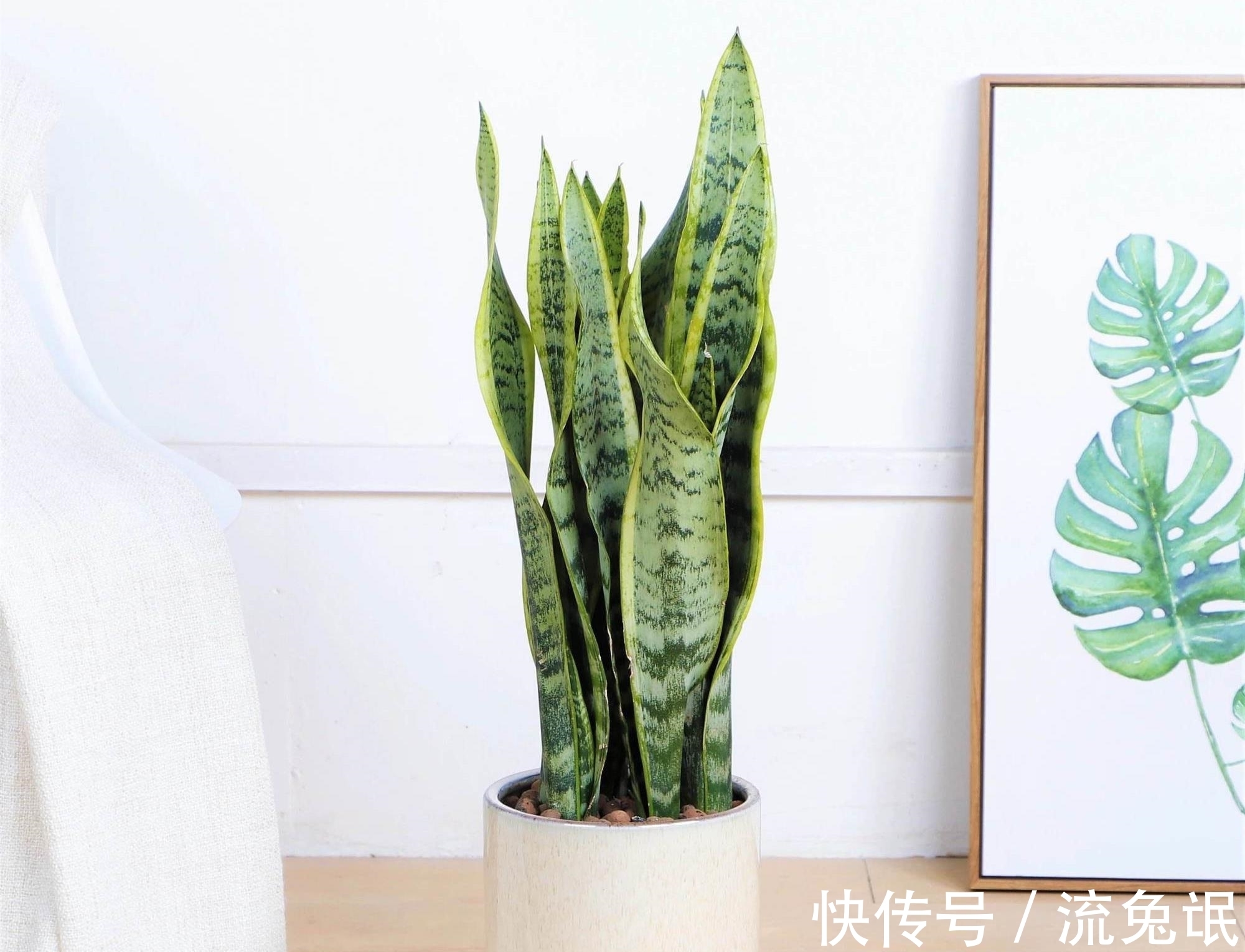 玉树|养花遇到这几种情况,花要换盆!换盆后管理技巧