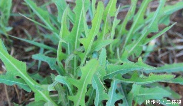提个醒:在路边遇到这种野菜,一定要摘回家,有很大的用处