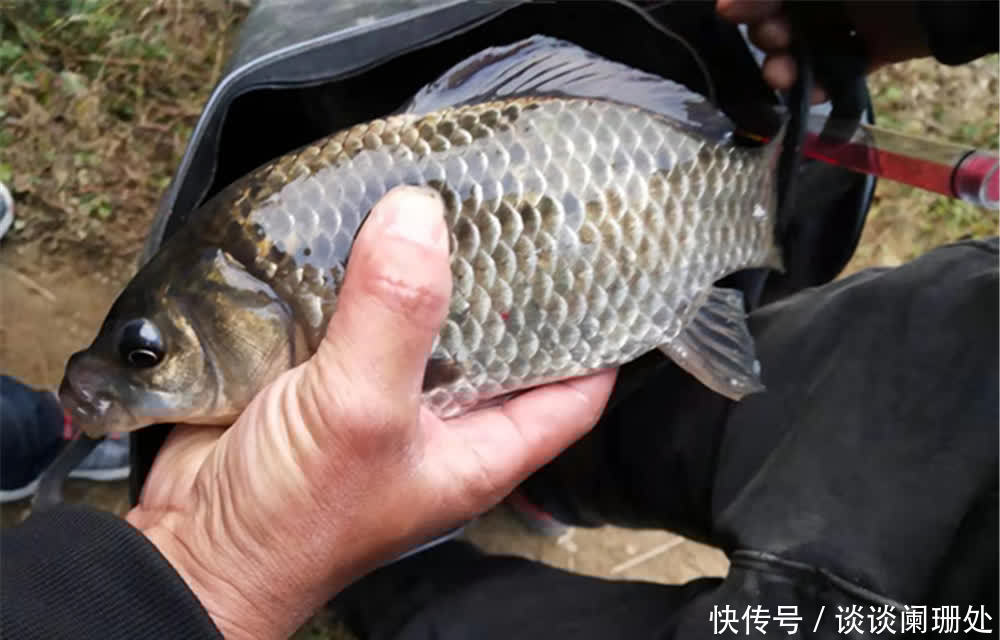 野钓鲫鱼,有“3多1少”的说法,能做到这些要点,很少钓不到鲫鱼